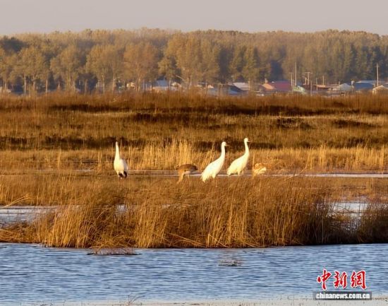 �ؚw�QȺ�ġ�С��(����)�����˰��QȺ�w�����r �z