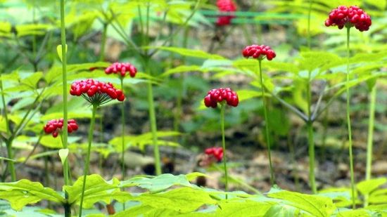 �����J(r��n)�C�����D�˅������ء���Ȧ